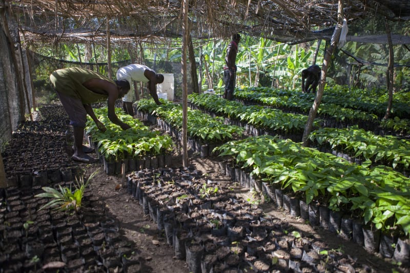 Agroforesterie jardins créoles Haïti