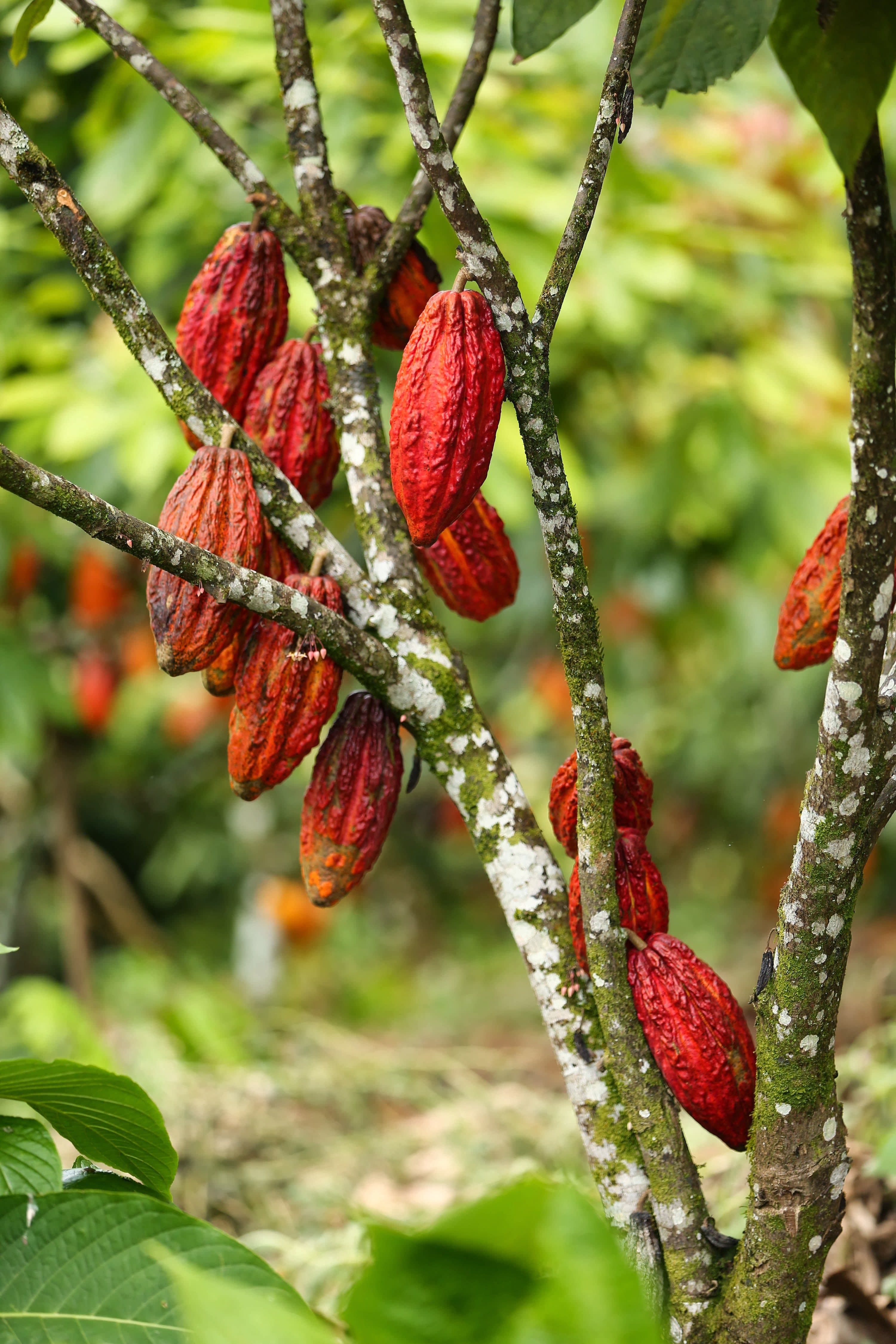 The 100 year chocolate, Komuntu 80 Valrhona Chocolate