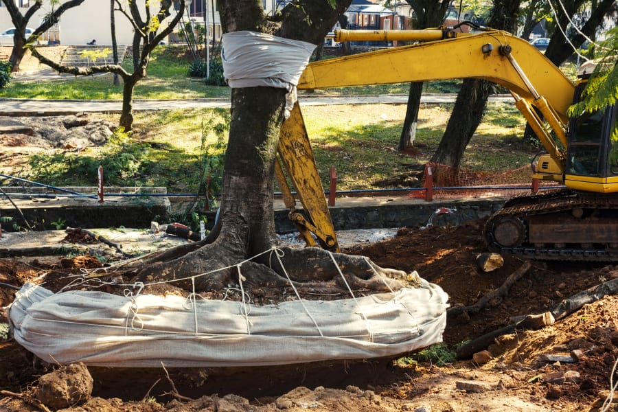 tree being removed from ground