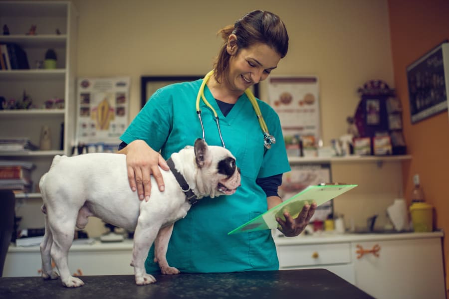 vet with dog