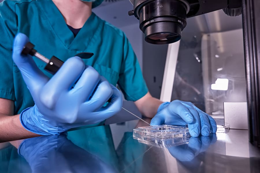 IVF process in laboratory