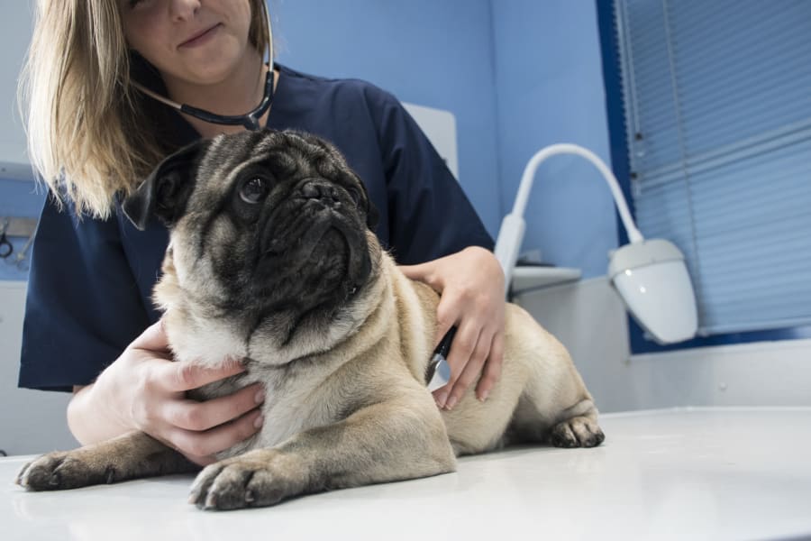A pug at the vet