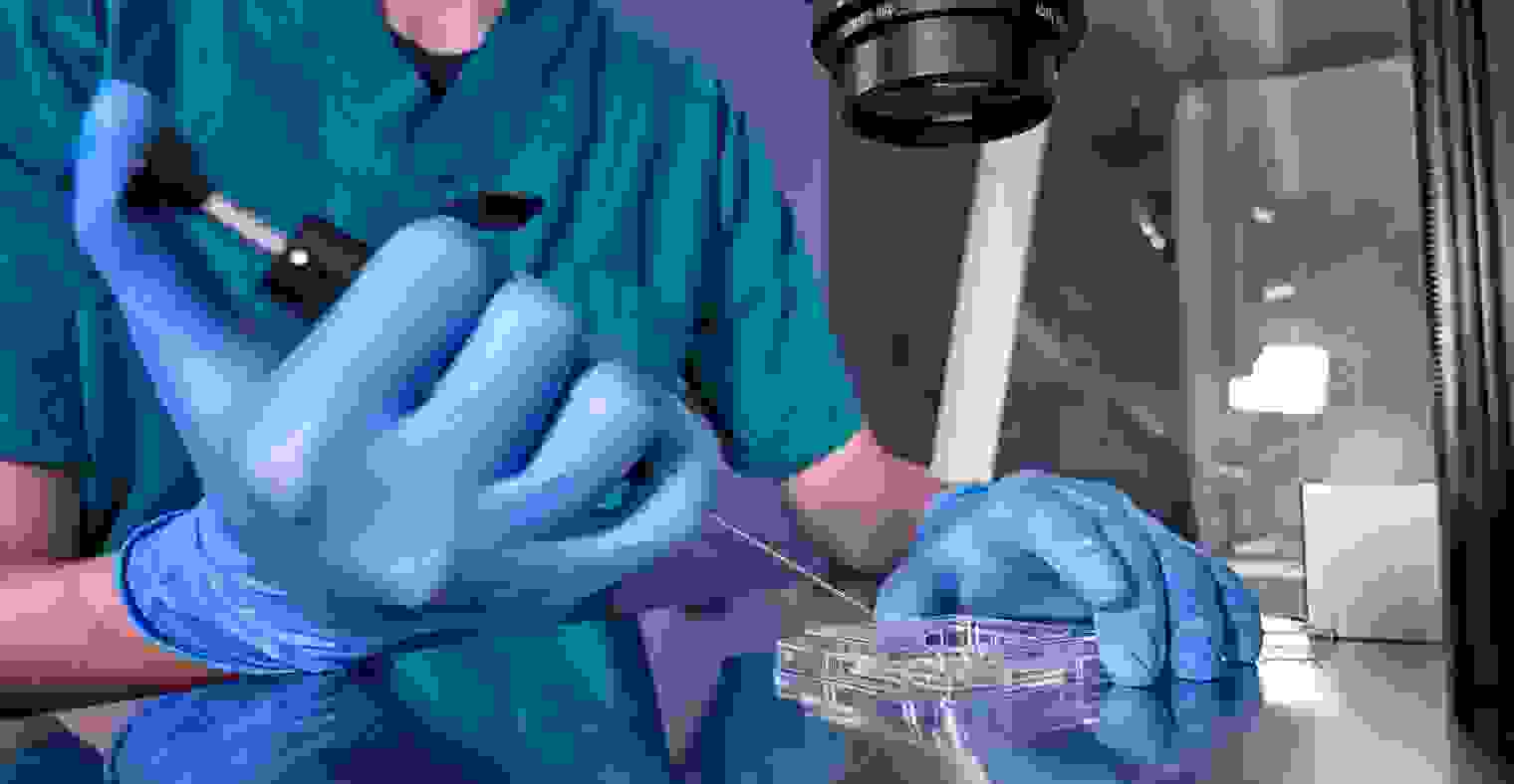 IVF process in laboratory