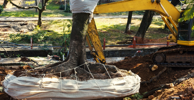 tree being removed from ground