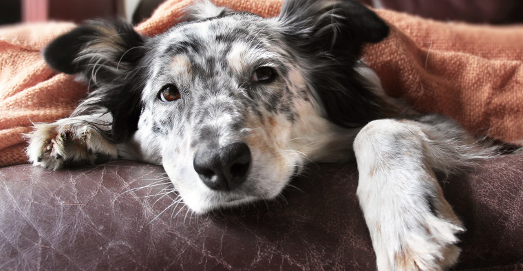 dog with owner