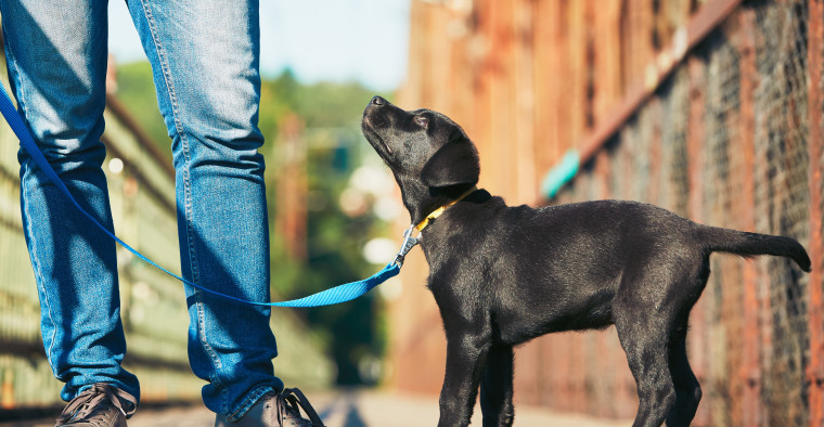 Pet Insurance Costs