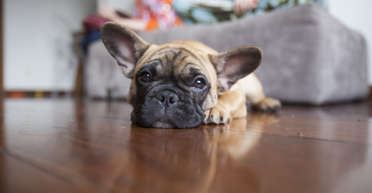Cheap Pet Insurance for Dogs and Cats