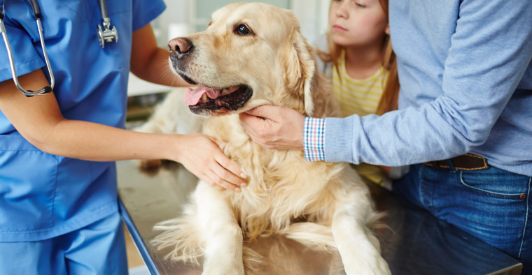dog with family at the vet