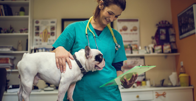 vet with dog