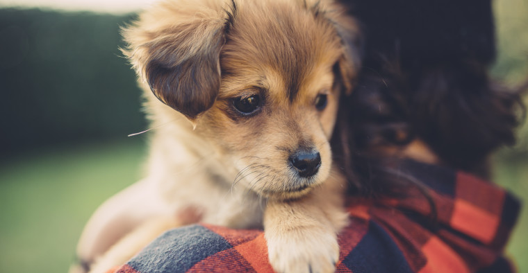 small puppy
