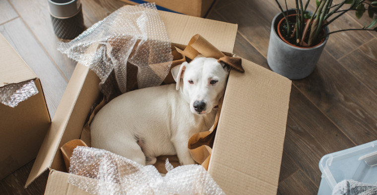 A dog sits in a shipping box.