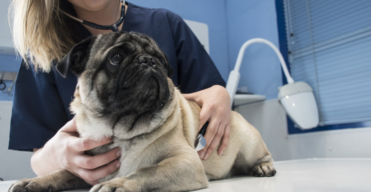 A pug at the vet