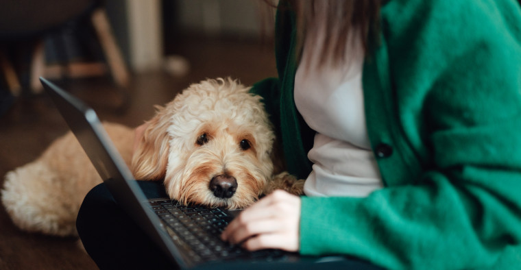 A dog owner has an online consultation with the veterinary.