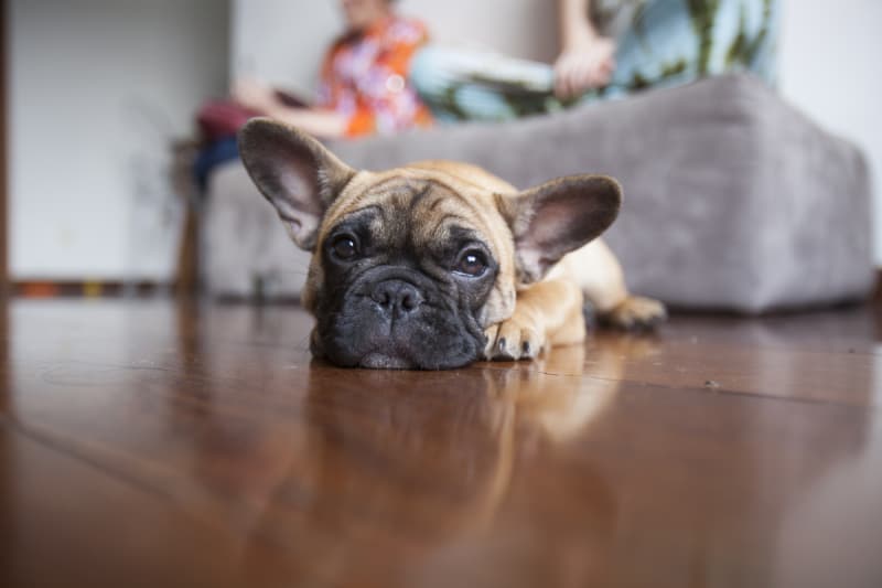 Cheap Pet Insurance for Dogs and Cats ValuePenguin