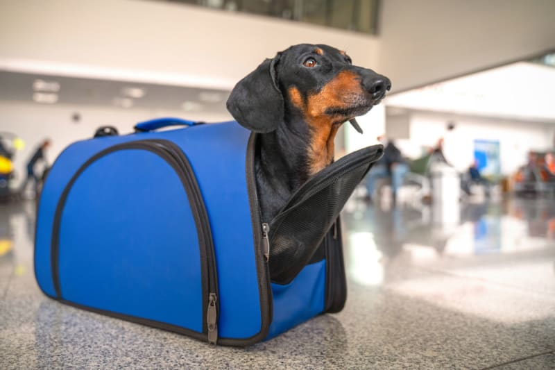 does american airlines allow emotional support animals