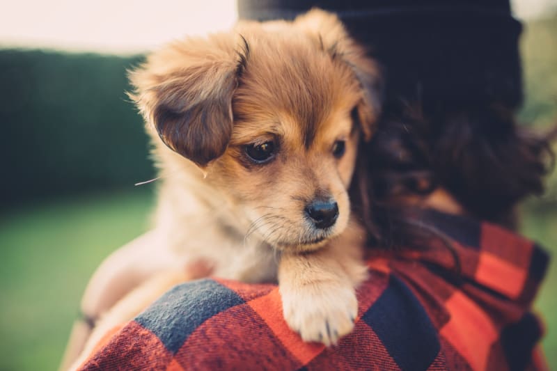 when should you get a puppy insured