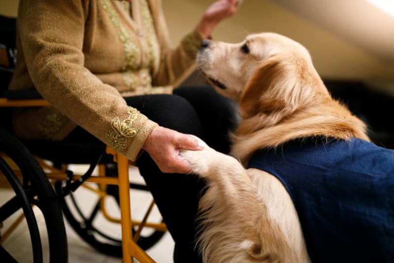 what is the salary of a service dog trainer