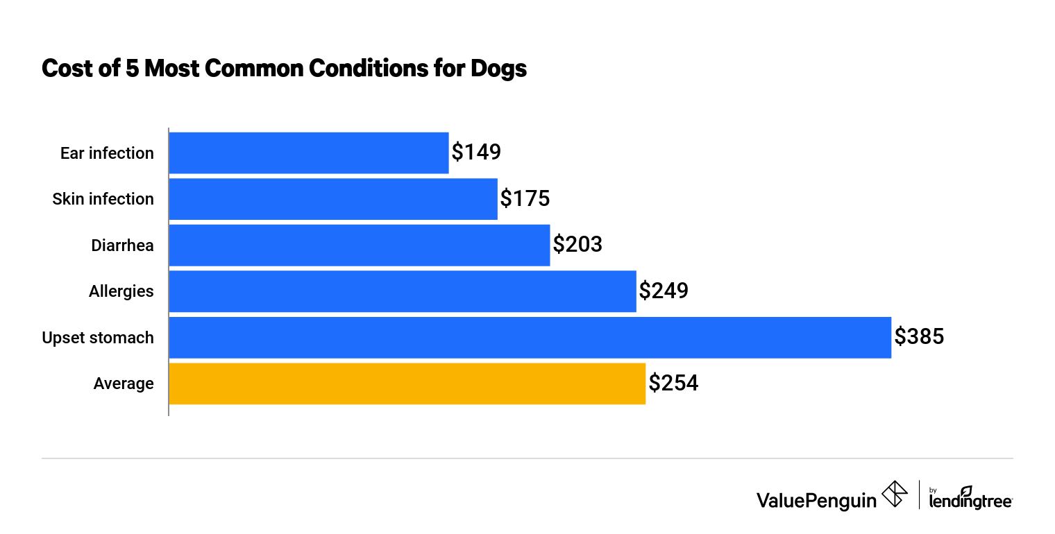 Average vet costs for hot sale cats