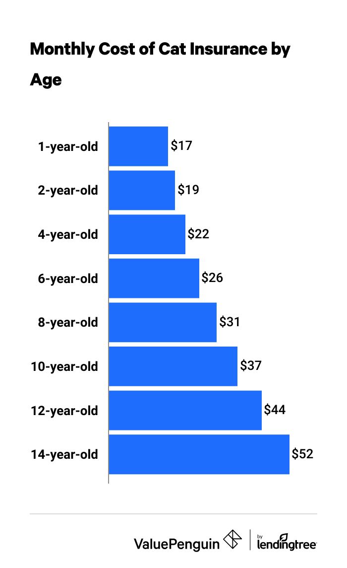 Monthly pet insurance rates for a cat based on age