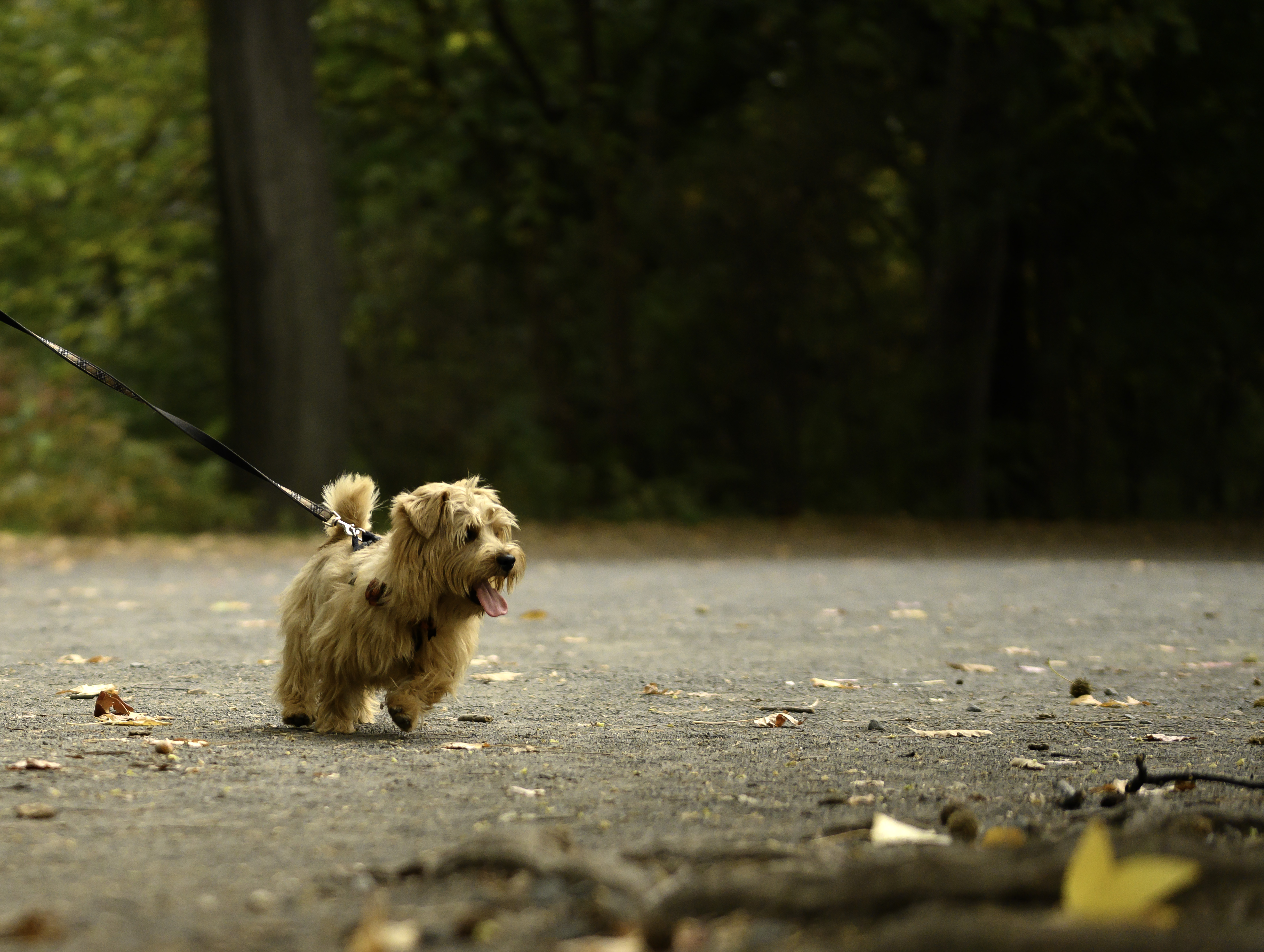 Norfolk Terrier