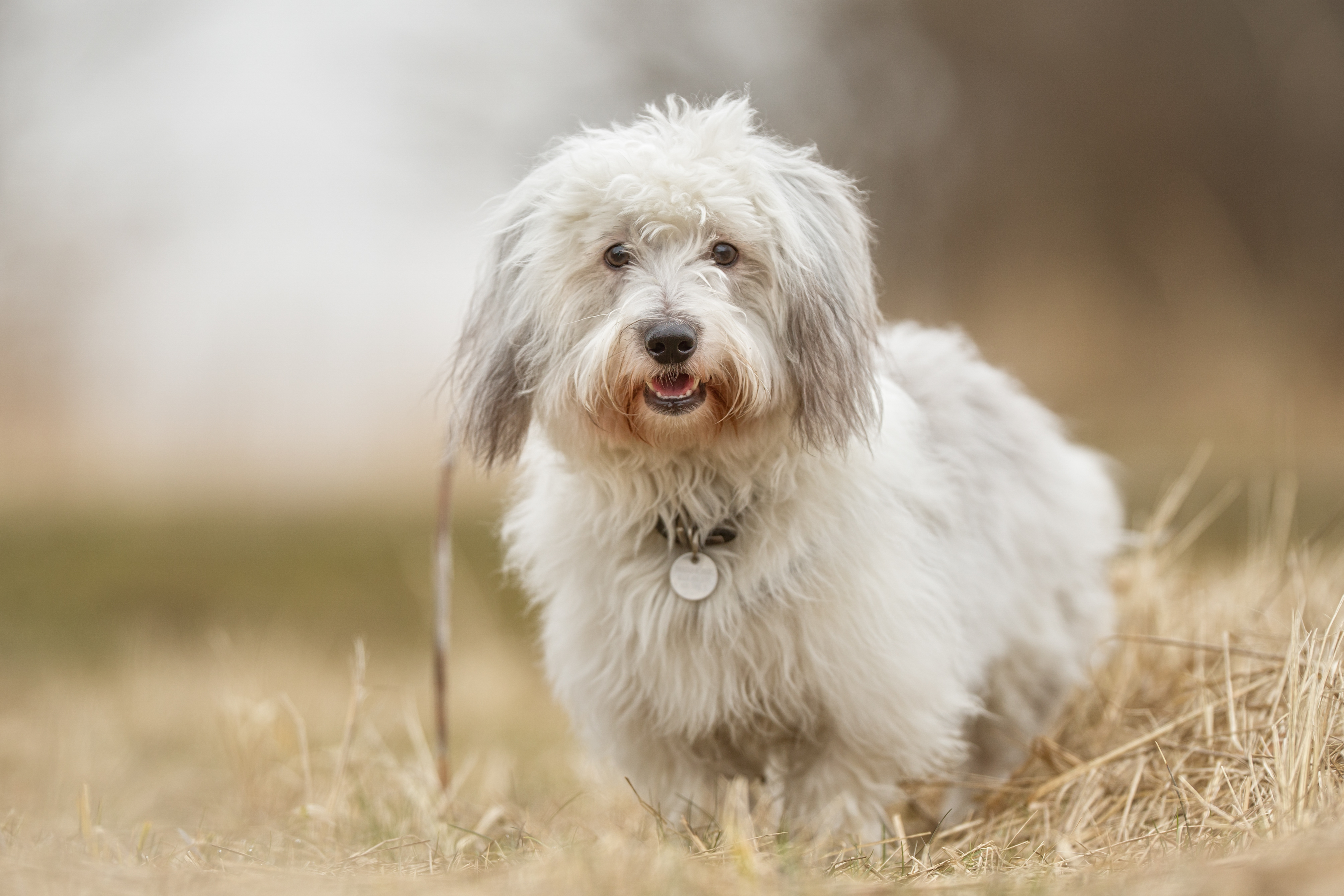 Coton de Tulear