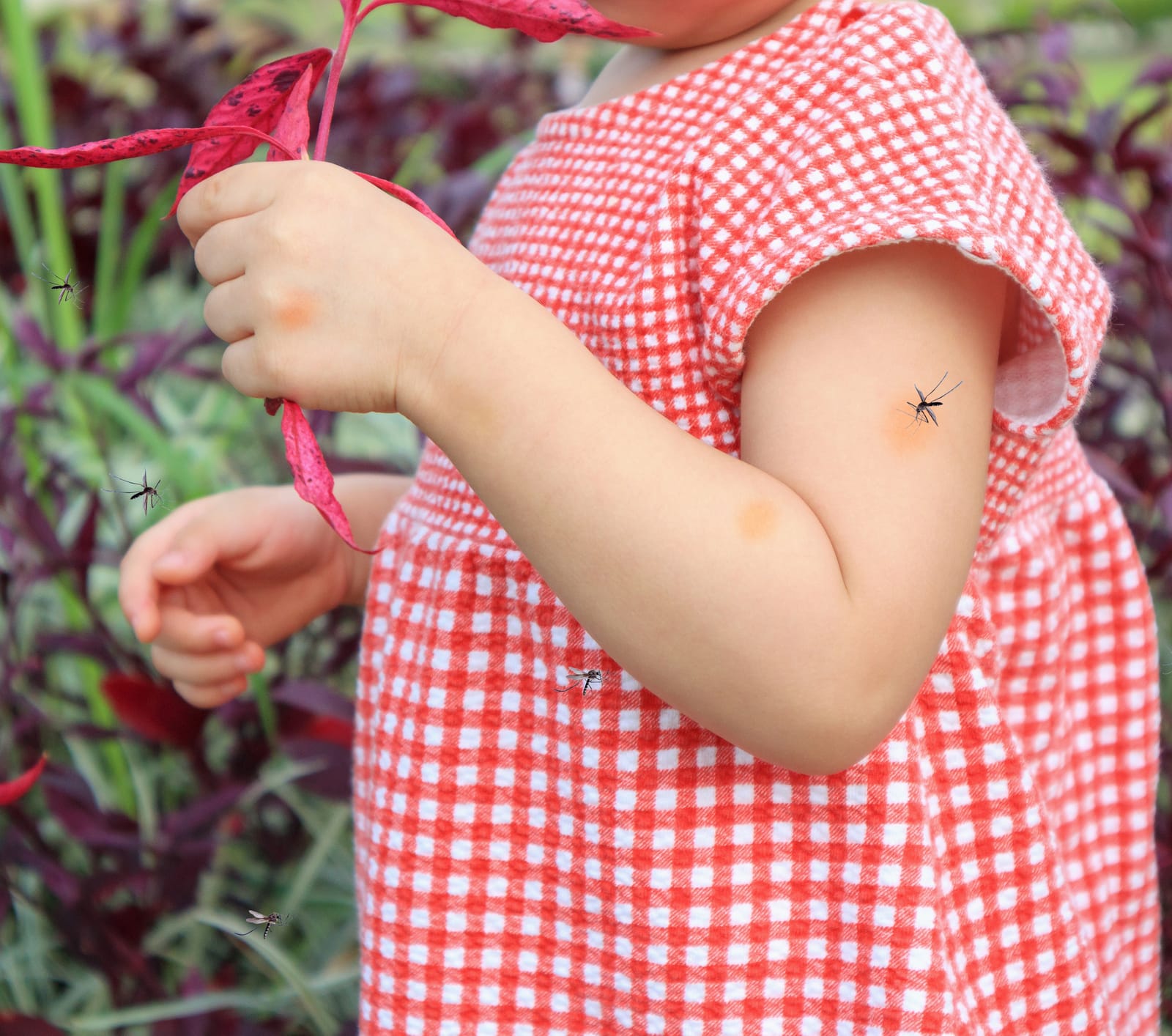 5 Riskiest Nations for Contracting Dengue Fever in Southeast Asia 