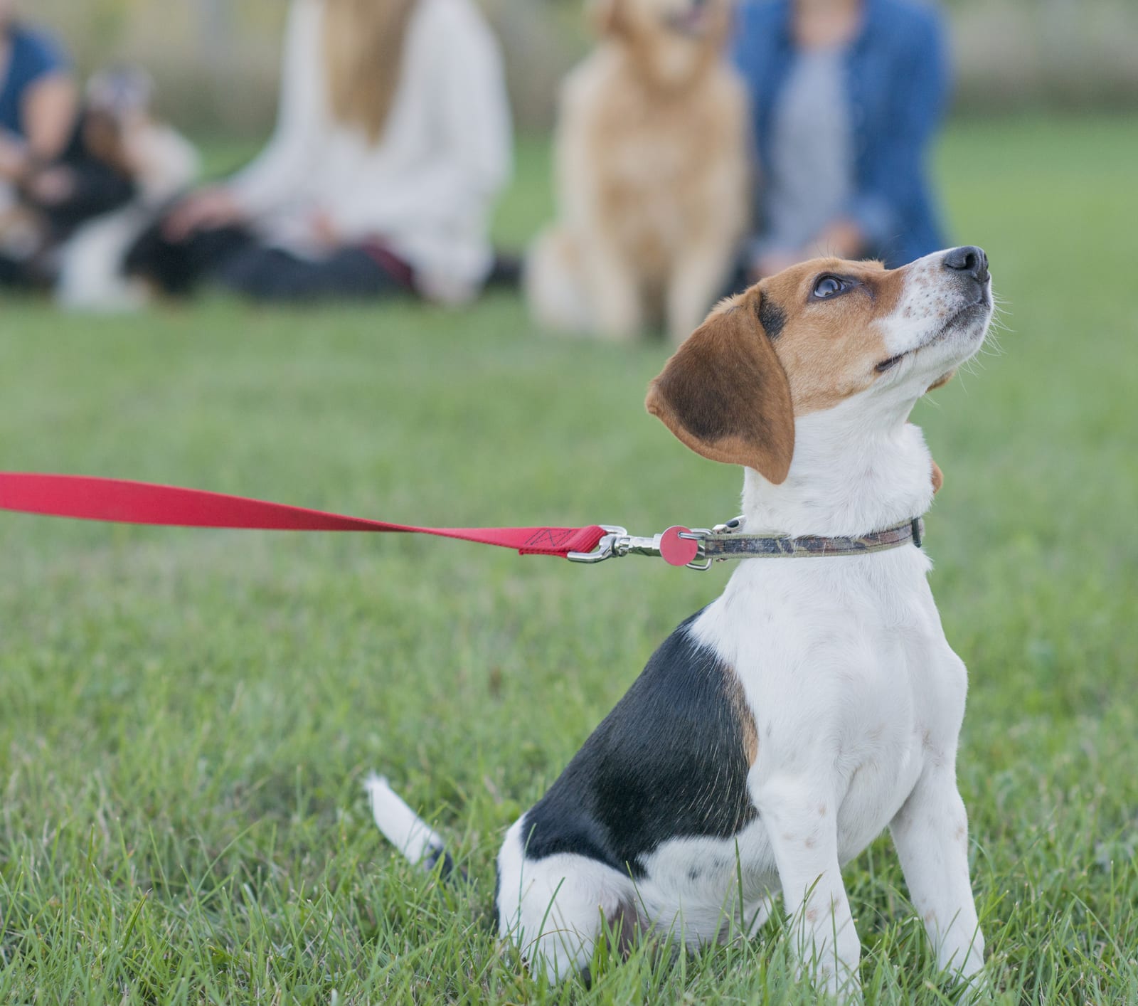 Obedience school for dogs cost hotsell