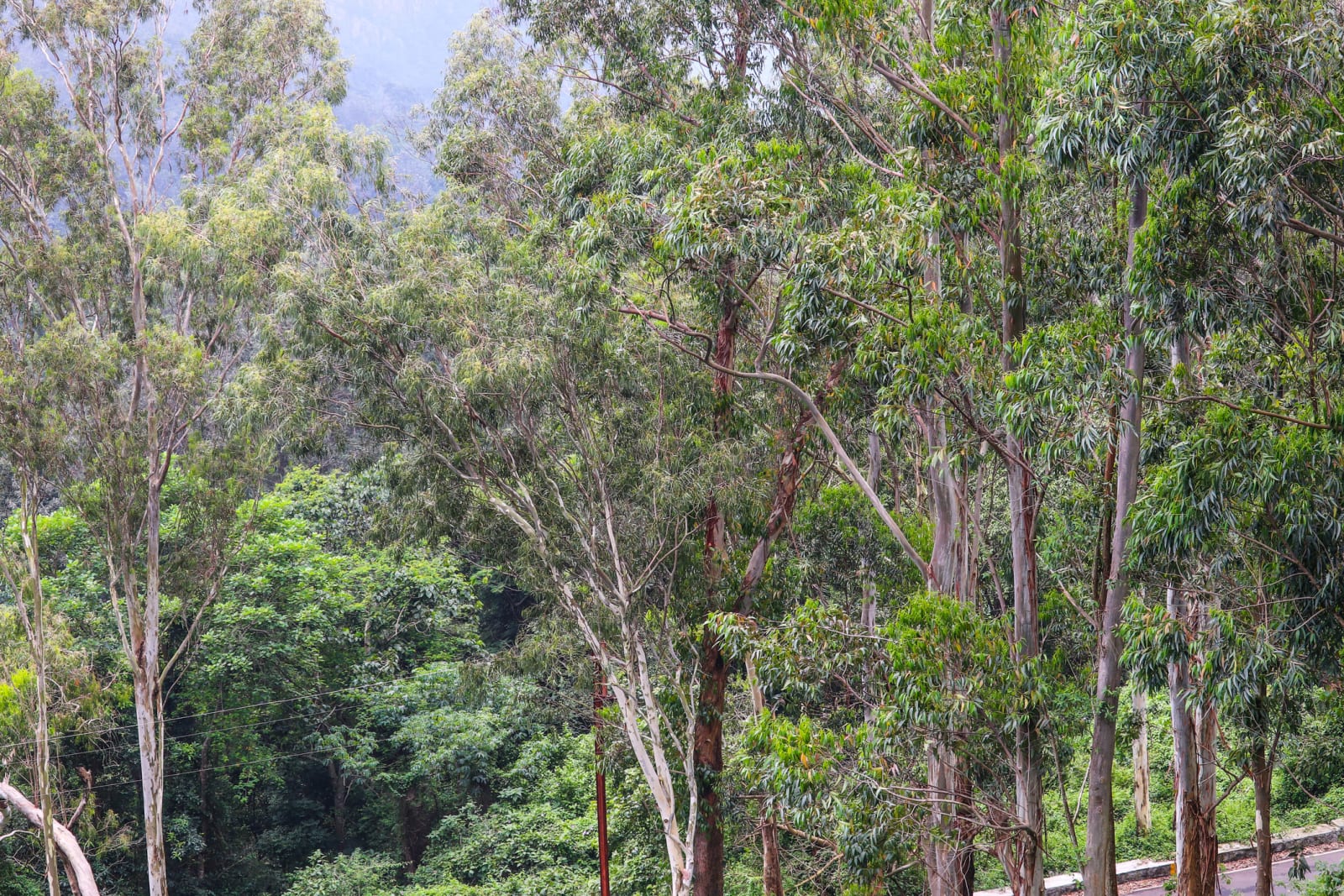 Trees in Yercaud