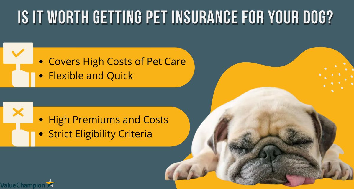 Pet Insurance