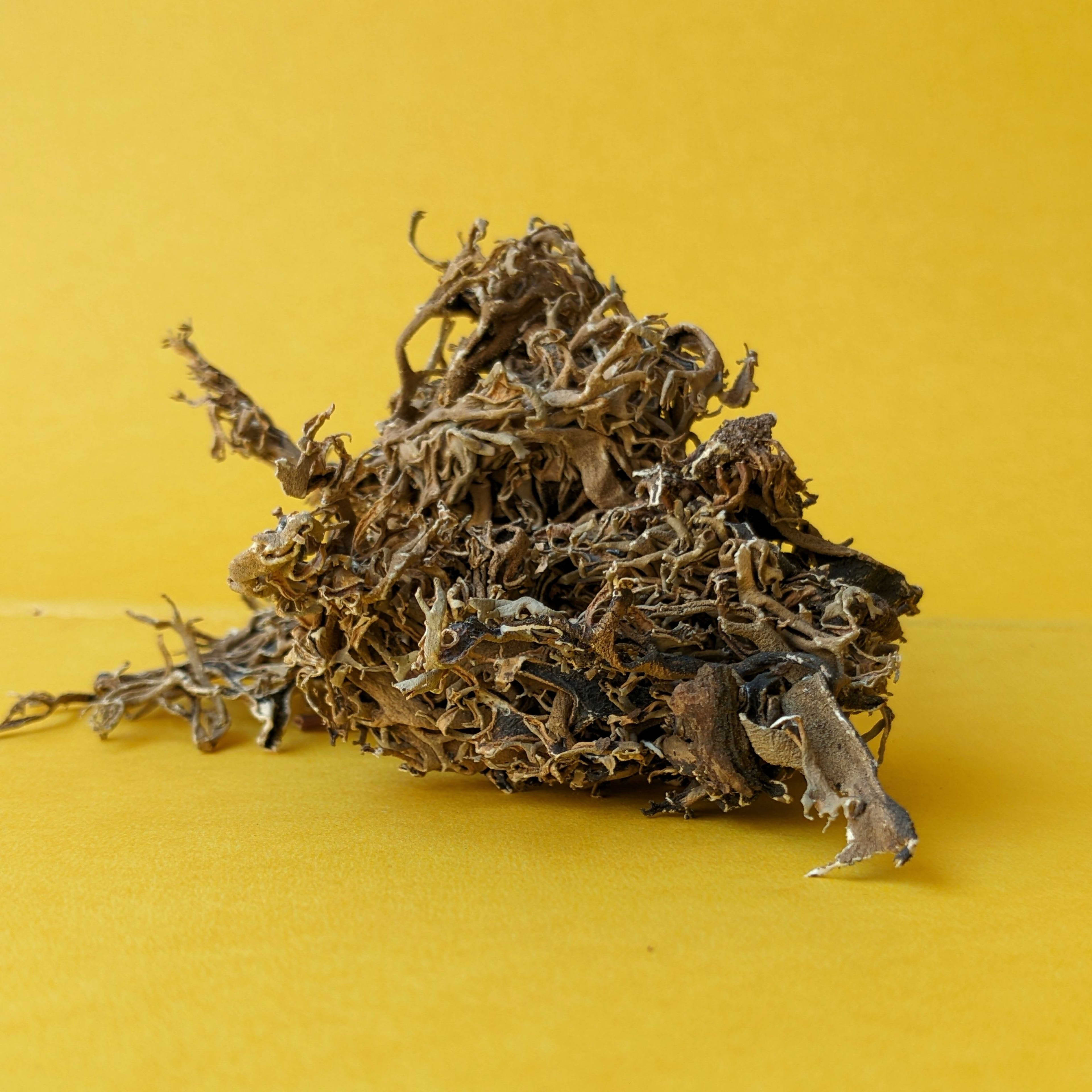 Chhail Chhabila (Samudri Jhaag)