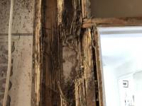 Termite Damage Repair by JV Constructions