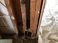 Termite Damage Repair by JV Constructions