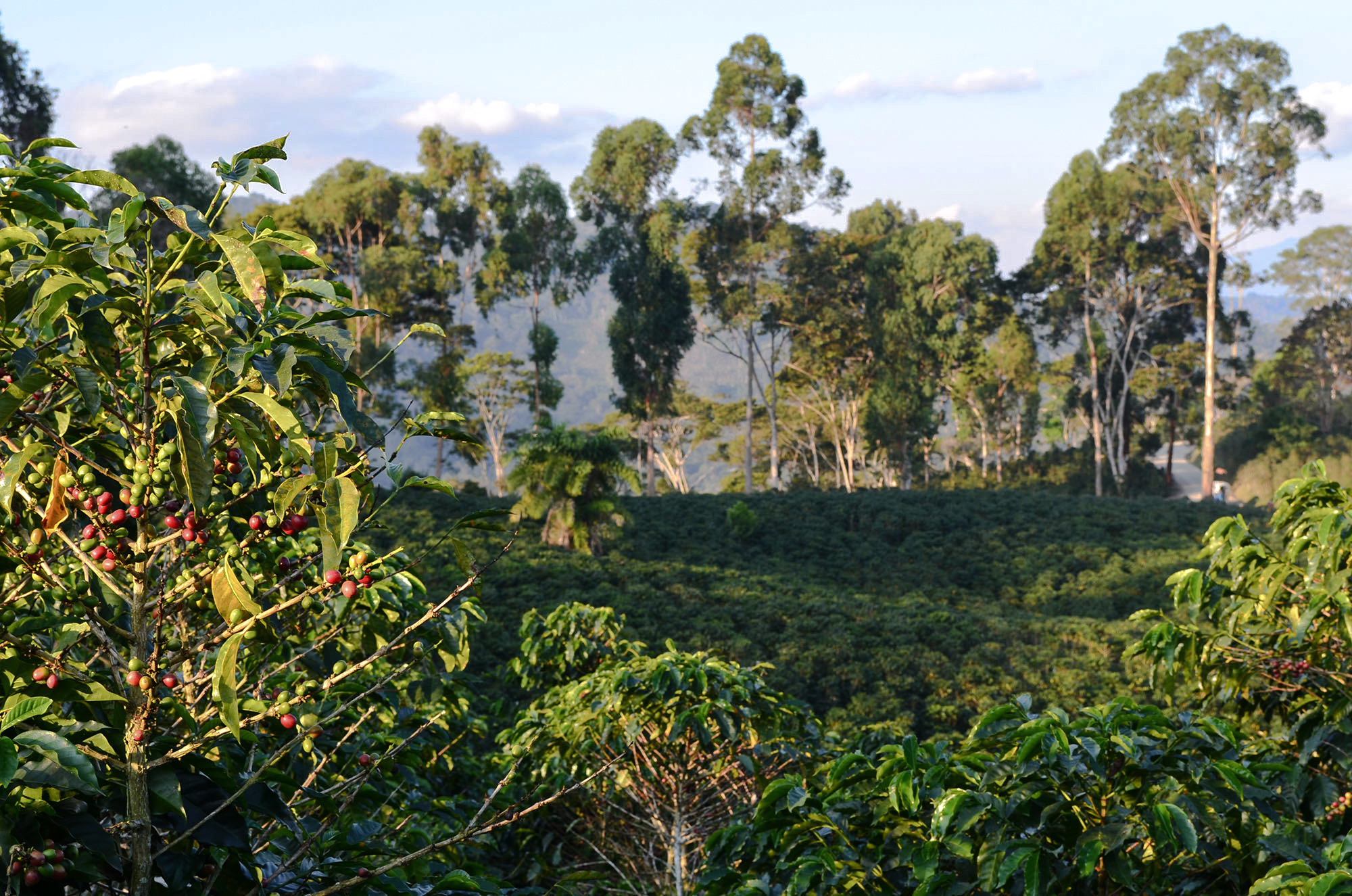 Coffee Bean Harvesting Field