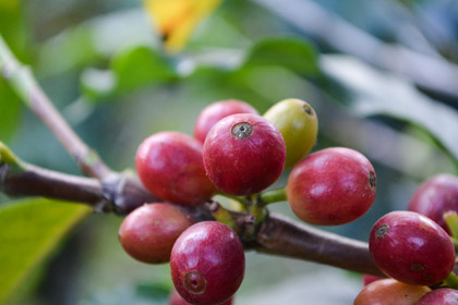 Fruit on coffee bean plant