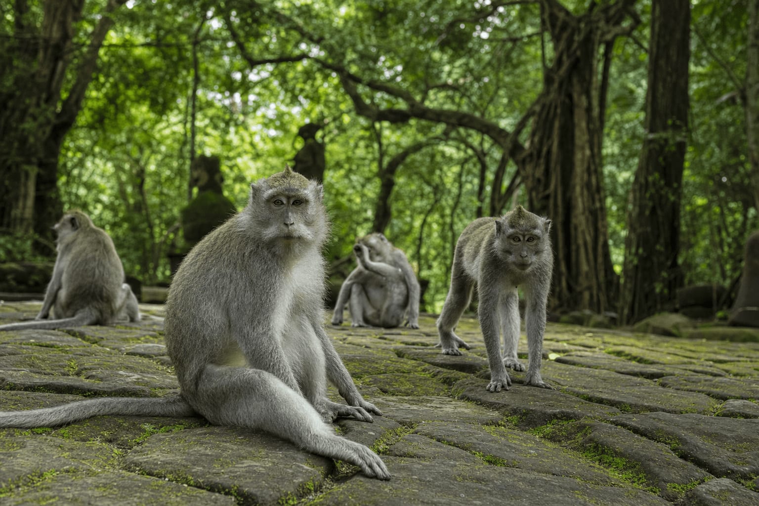 Veetrips Macaques on a mossy stone path in Ubud's Monkey Forest