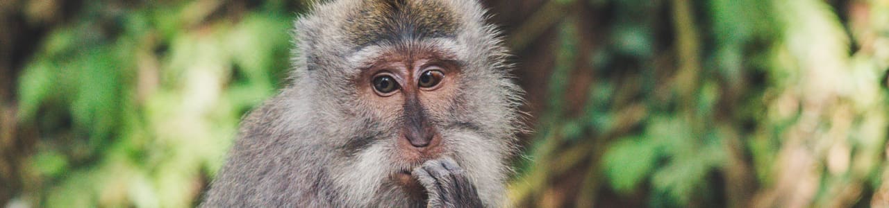 A monkey looking confused