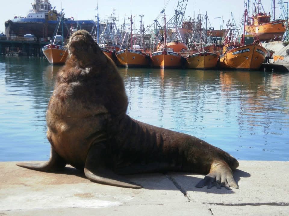 Imagen de MAR DEL PLATA