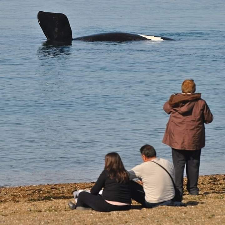 Imagen de Puerto Madryn: Avistaje de Ballenas