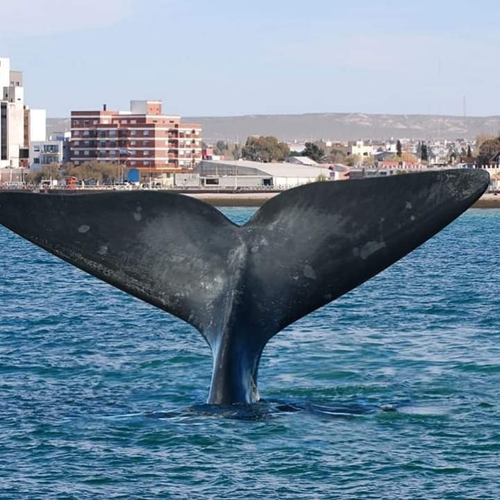 Imagen de Puerto Madryn: Avistaje de Ballenas