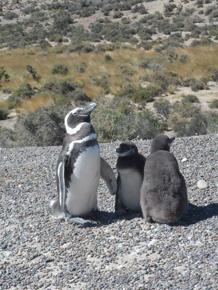 Imagen de Puerto Madryn: Avistaje de Ballenas