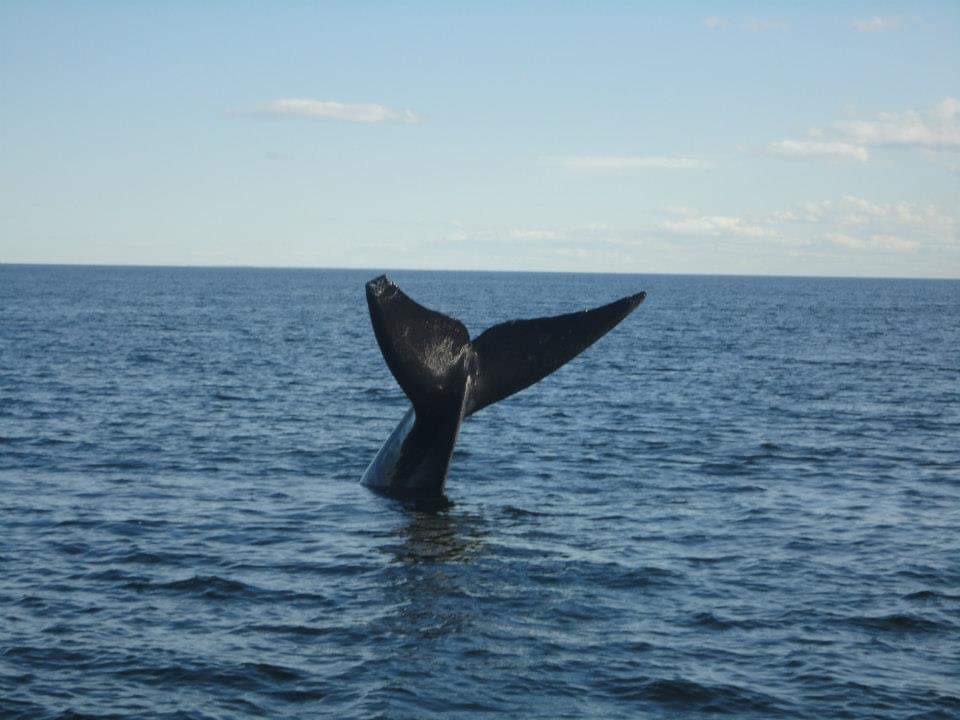 Imagen de Puerto Madryn: Avistaje de Ballenas