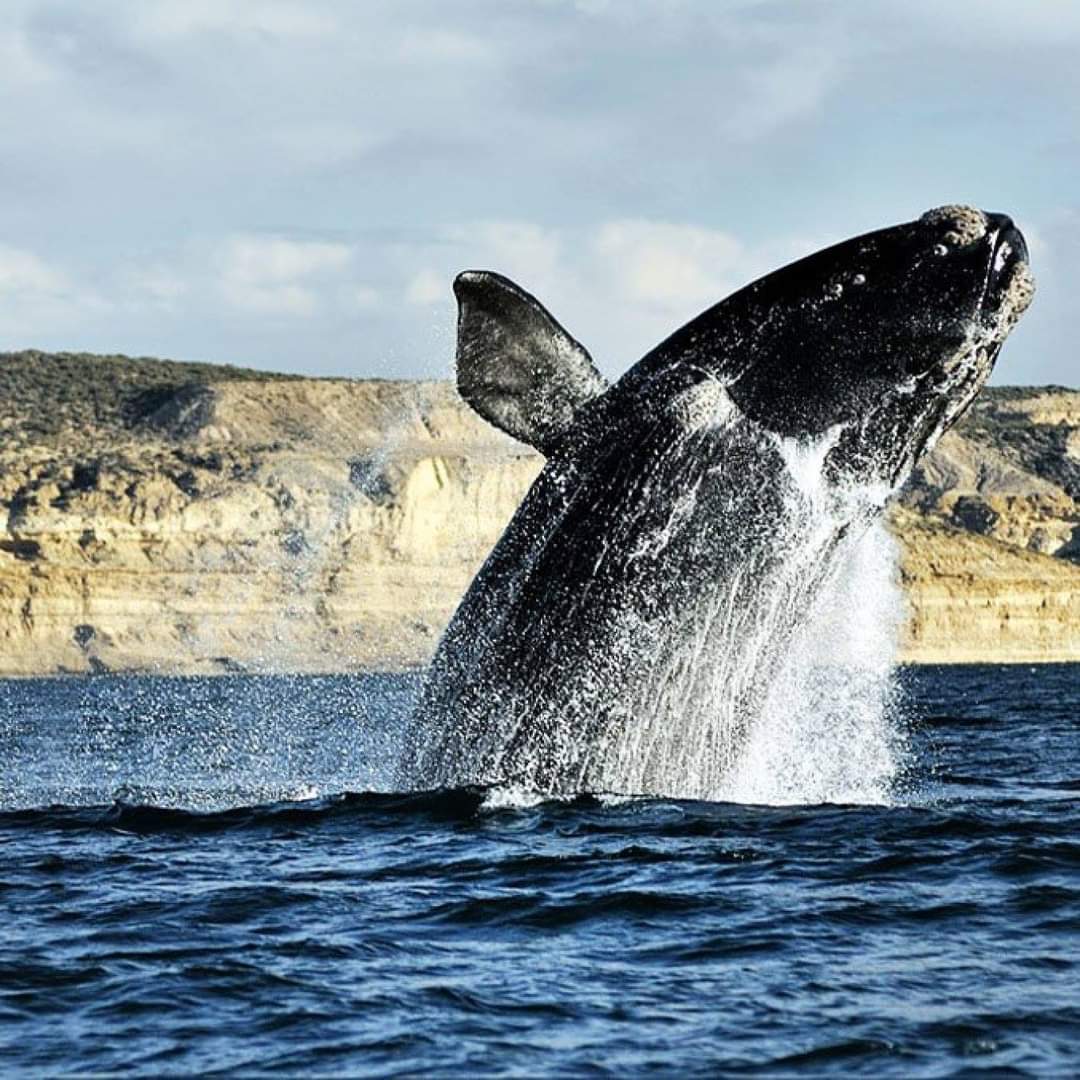 Imagen de Puerto Madryn: Avistaje de Ballenas