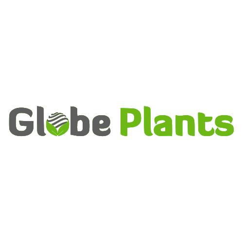 Globe Plants