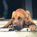 Sweet Little Bloodhound avatar