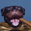 Triumph the Insult Comic Dog avatar