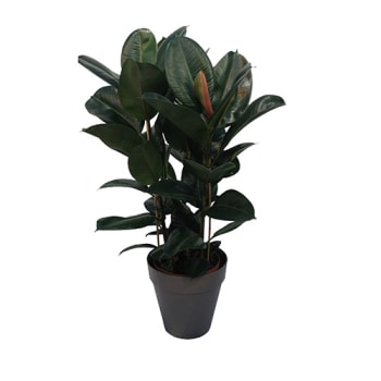 FICUS 120CM WITH BROWN COLOURED CACHEPOT, BUY