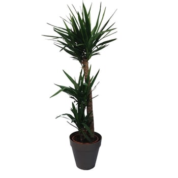 YUCCA 150CM WITH BROWN COLOURED CACHEPOT, BUY