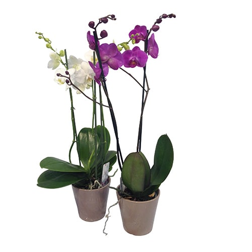 Phalaenopsis orkidé