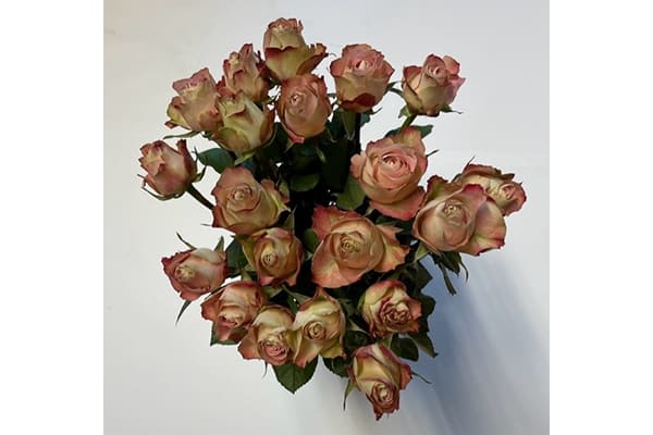BOUQUET WITH 20 ROSES IN VASE, RED, PINK OR ORANGE
