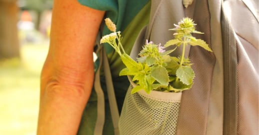Kräuterwanderung im Beethovenpark Köln